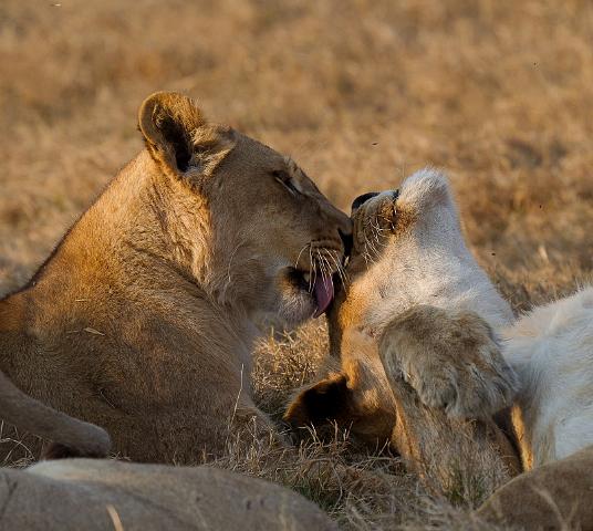 155 Okavango Delta, leeuwen.jpg